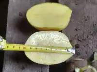 Картофель оптом из Татарстана напрямую со склада КФХозяйства, фотография 9