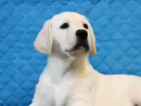 Щенки палевого окраса