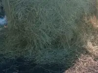 Продаю сено в рулонах., фотография 2