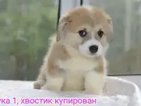 Продаются щенки вельш корги пемброк, фотография 3