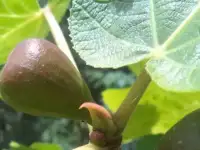 Инжир - для дома и дачи ., фотография 11