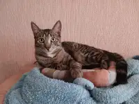 Ищет дом умный, спокойный котёнок-философ