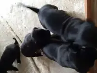 Щенки питбуля, фотография 2