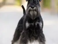 Цвергшнауцер черный с серебром, фотография 5