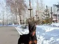 Доберман в миниатюре , ВЯЗКА !, фотография 2