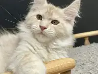 Котята Мейн Кун, фотография 10