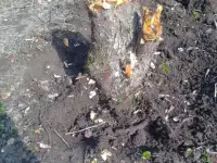 Уборка дачи, сада, корчевание пней, фотография 2