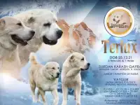 Щенки среднеазиатской овчарки.