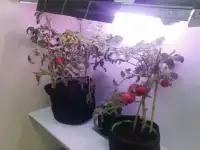 Светильник для растений и аквариумов