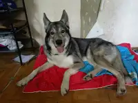 Отдам собаку срочно
