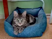 красивая мраморная девочка кошка ищет дом