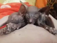 Котята сфинкс, фотография 3