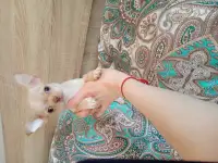 Щенки чихуахуа, фотография 2