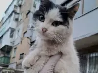 Котик мышелов бесплатно в добрые руки, фотография 6