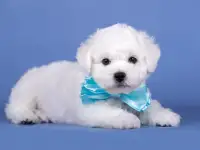 Щенок бишон Фризе мальчик SNOW WHITE LAMB, фотография 4