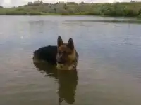 Чистокровные немцы, фотография 2