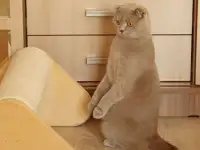 Передержка домашняя кошек и грызунов, фотография 6