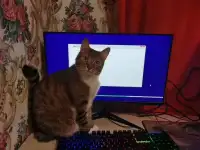 Компьютерный мастер. Частный мастер г. Новосибирск, фотография 4