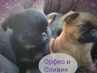 Щенки пти-брабансона, фотография 2