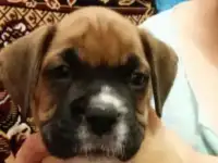 Щенки немецкого боксера