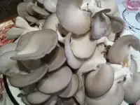 Грибы вешенки, фотография 2
