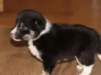 Щенята в добрые и ответственные руки
