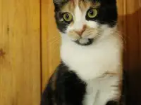 Юная кошечка с живописным окрасом, фотография 5