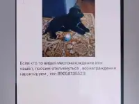 Прошу....! Все кто Владеет информацией прошу Сообщить ЗА Вознаграждение !!!Потерялся , Щенок