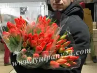 Тюльпаны оптом Новосибирск (45-70см) и мимоза к 8 марта 2022г., фотография 6
