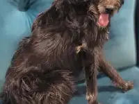 Ася ищет дом!