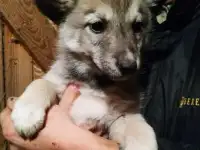 Отдам щенков лайки в добрые руки