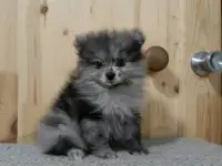 Щенки померанского шпица
