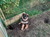 Продаются щенки немецкой овчарки с документами