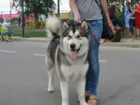 Породные щенки маламута, фотография 12