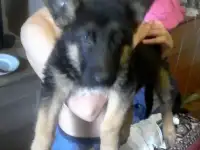 продаются щенки, фотография 3