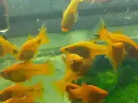 Аквариумные растения, водоросли, рыбки