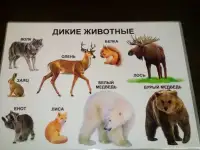 Развивающие плакаты, фотография 10