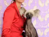 Щенки китайской хохлатой собаки, фотография 2