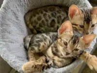 Бенгальские котята на продажу