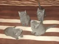 продам котят