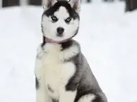 Голубоглазая девочка хаски, фотография 2