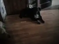 Отдам собак