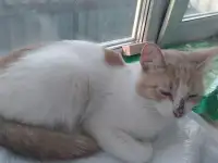 Отдам в добрые руки кошечку Малышку, фотография 3