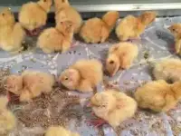 Суточные и подрощенные техасские перепела, фотография 2