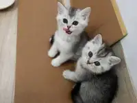 продам котят шиншилл, фотография 3
