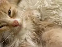 Котята - лучший подарок на новый год!!, фотография 9