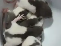 Кормовые крысы мыши хомячки, фотография 2