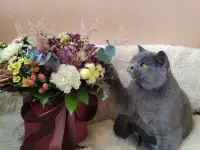 Британский кот на вязку