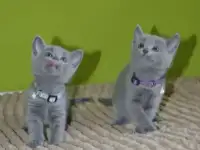 Котята, породы русская голубая от заводчика, фотография 3