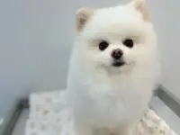 Стрижка собак и кошек., фотография 2
